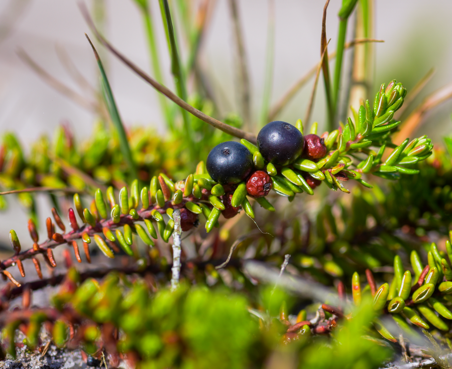 The Crowberry